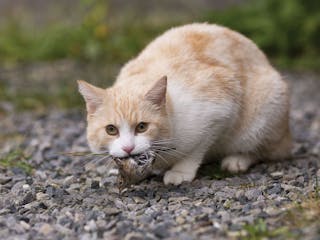 parasitäre Zysten beherbergen
