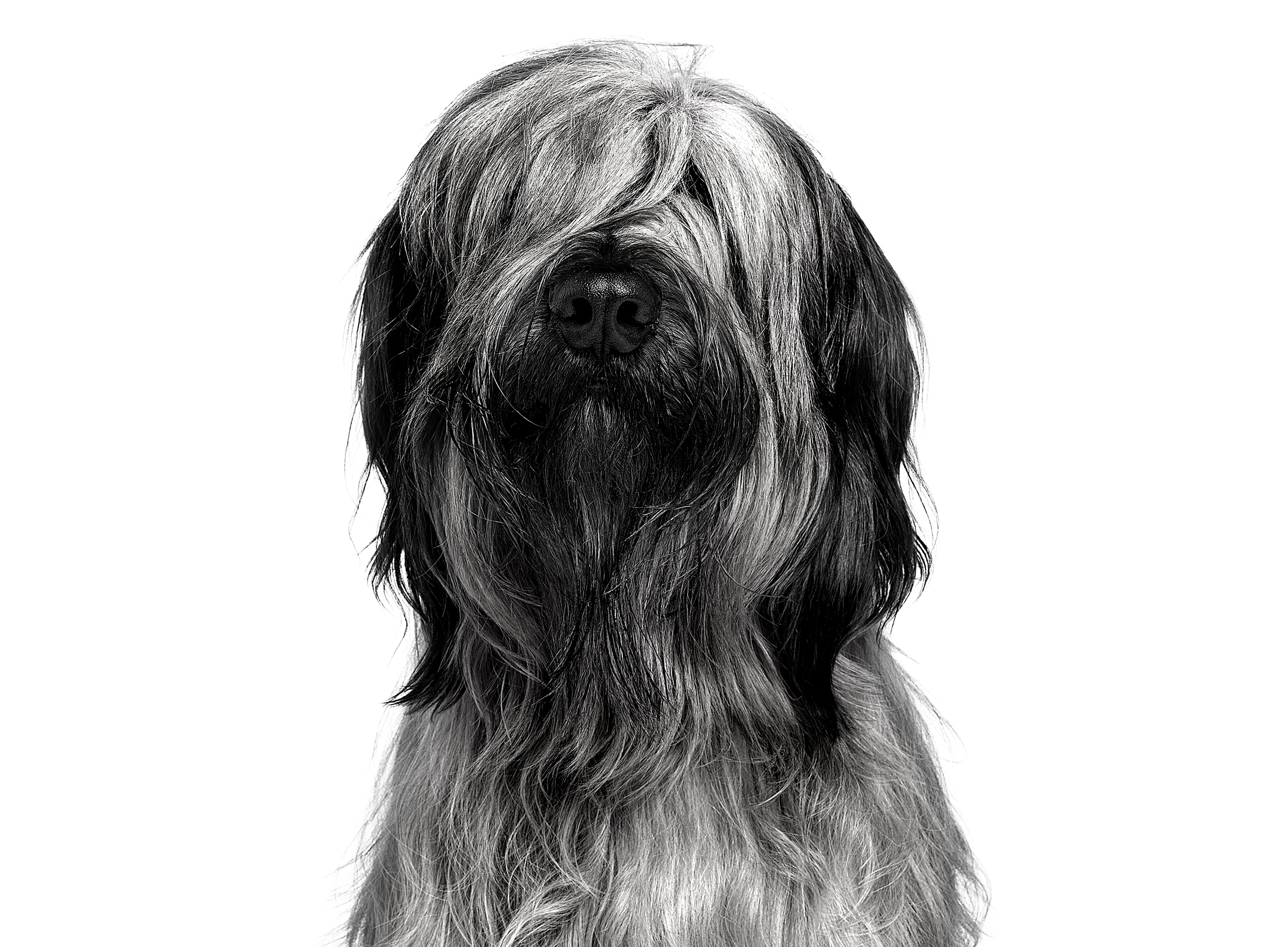 Briard adult in black and white