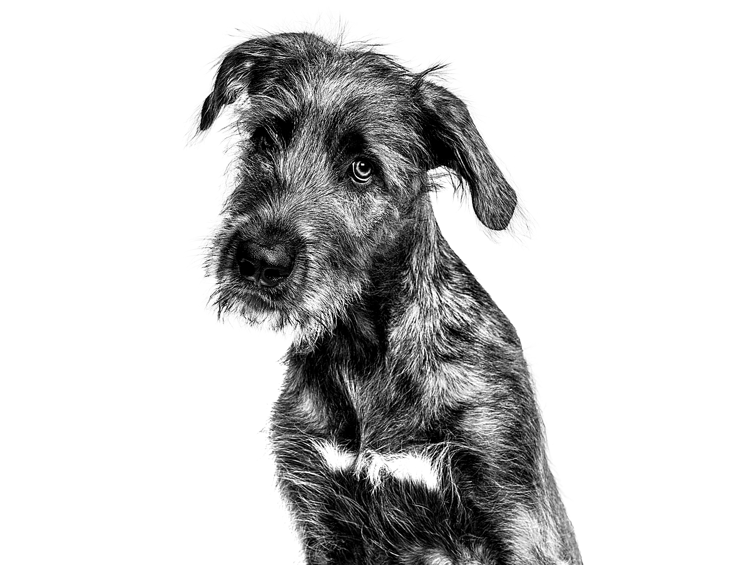 Irish Wolfhound adult in black and white