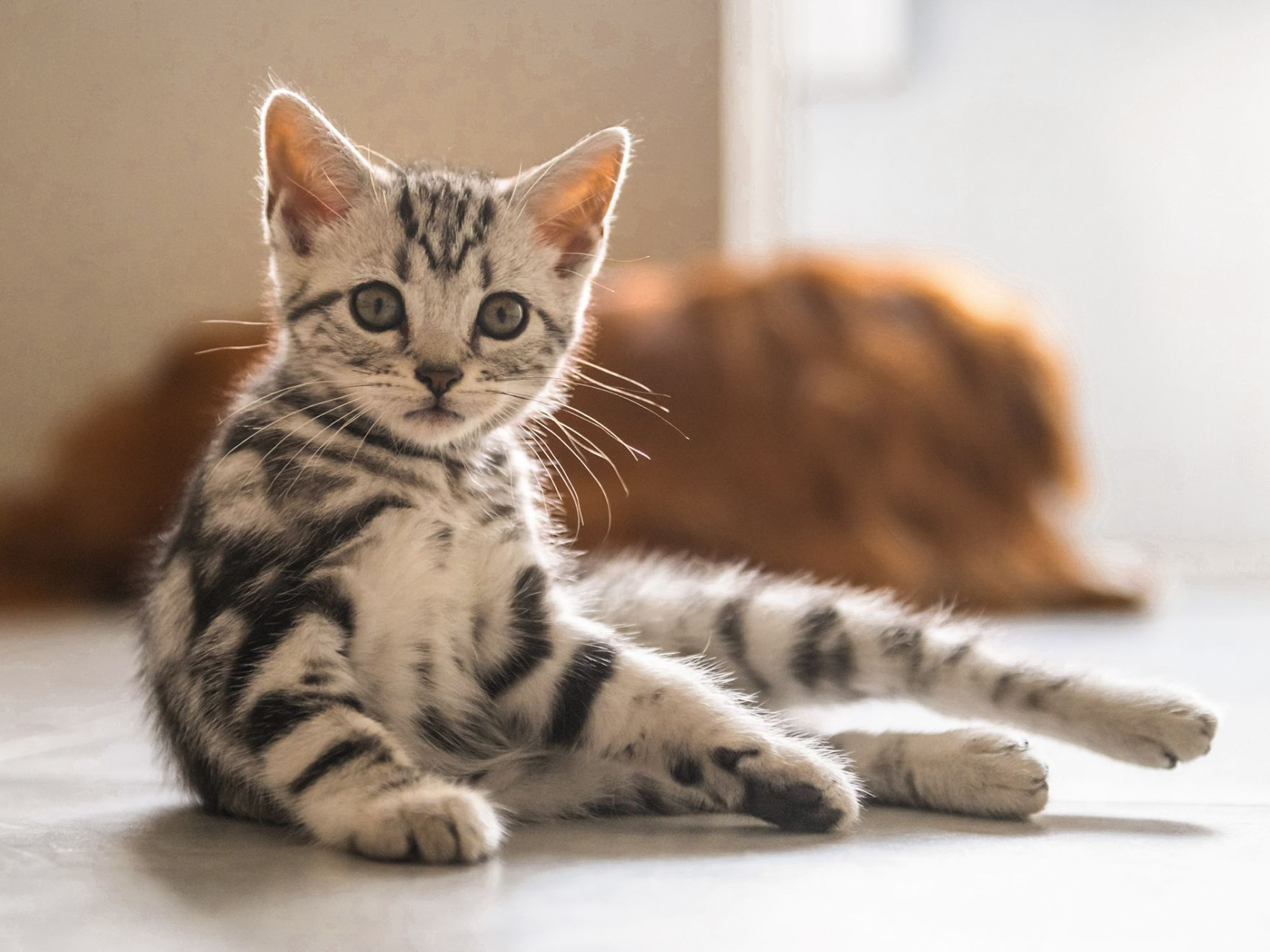 屋内に横たわっているグレーと白の子猫