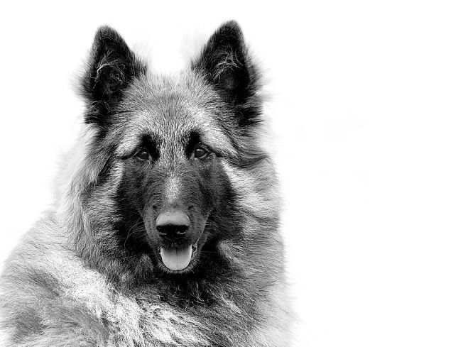 Svart-hvitt portrett av belgisk fårehund som sitter oppreist