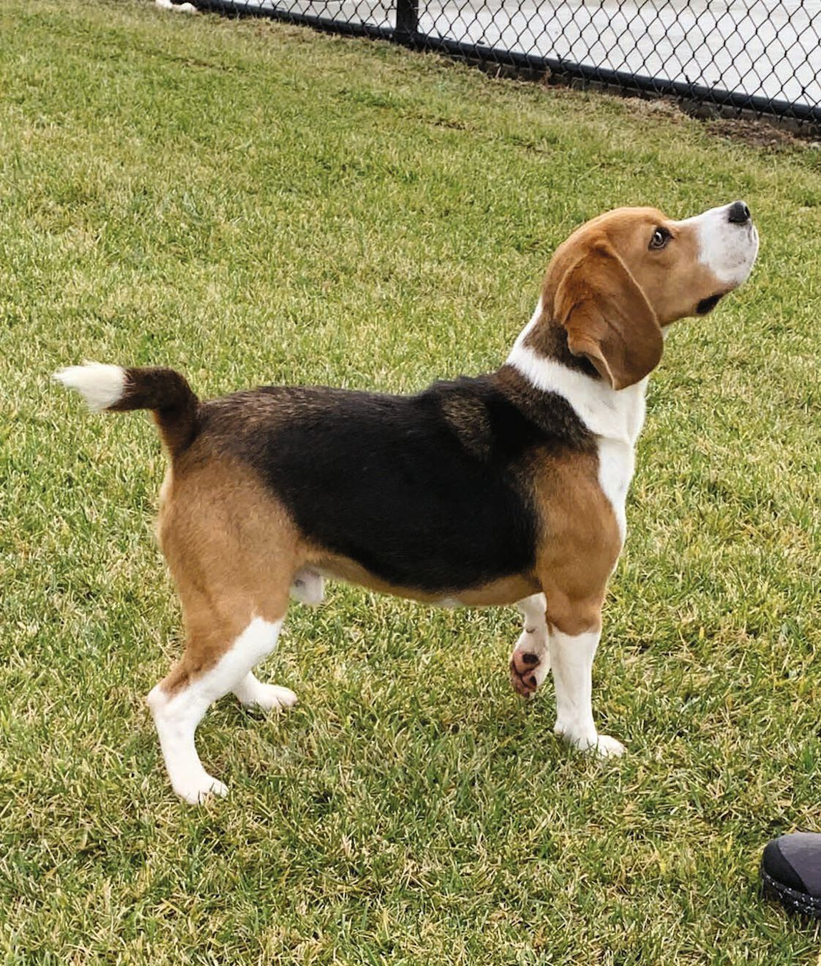Beagle puppies were selected to assess cognitive function 