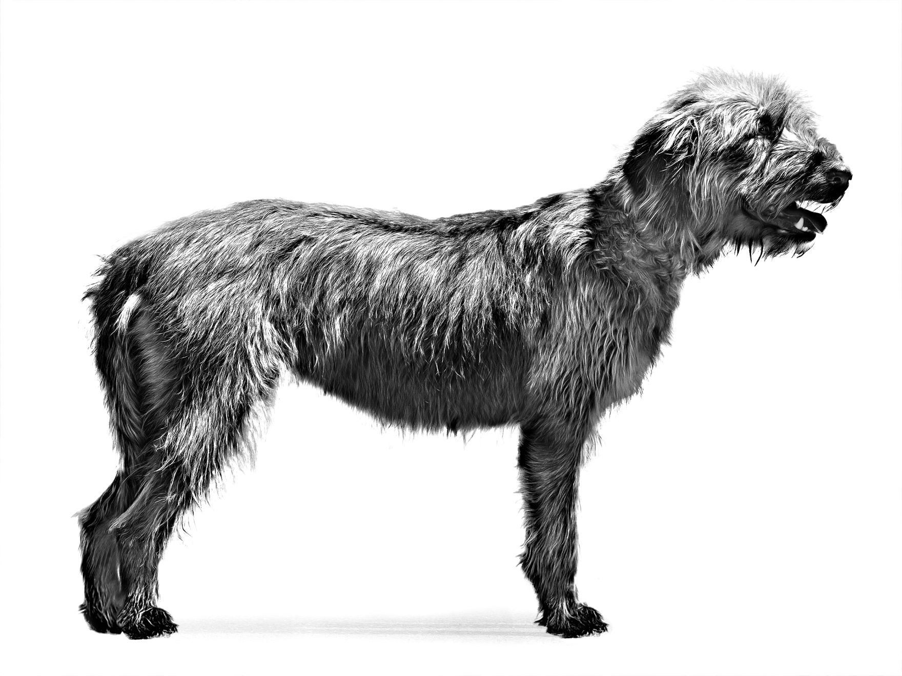 bosnian broken haired hound called barak adult standing