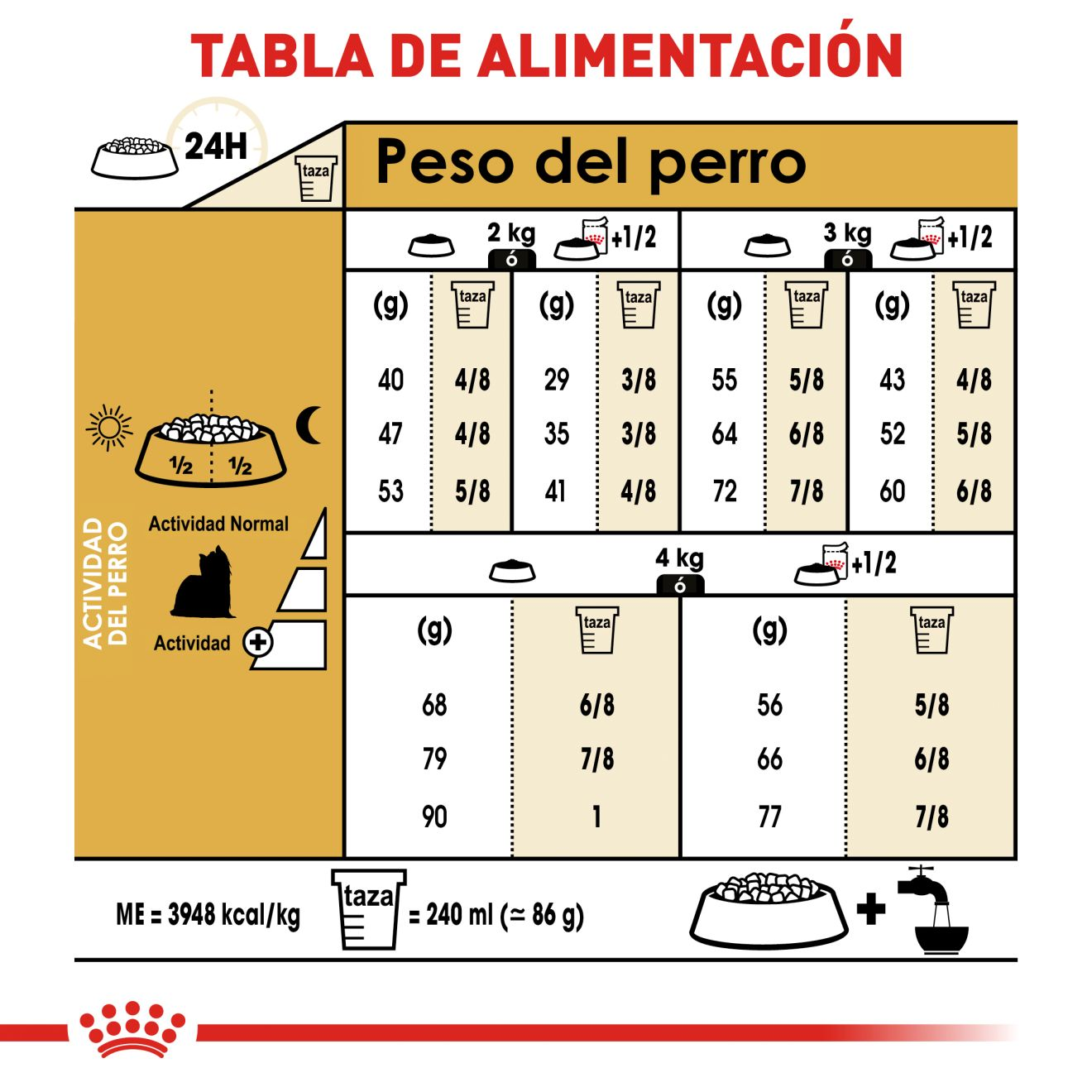 Yorkshire Terrier Adulto