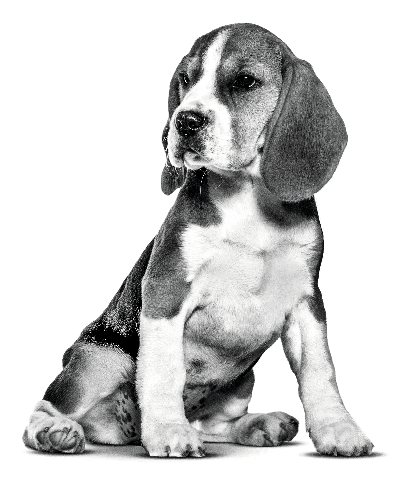 Beagle cachorro