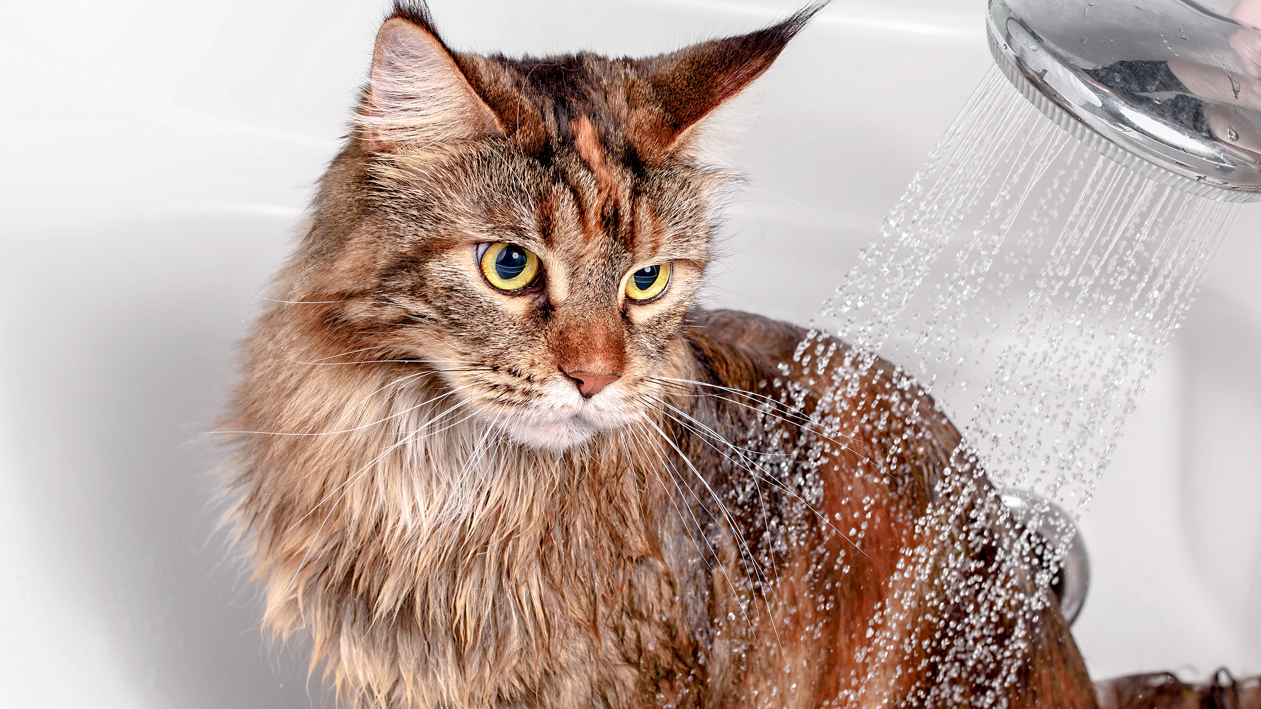Kucing Maine Coon dewasa duduk di bak mandi sedang dimandikan dengan pancuran.