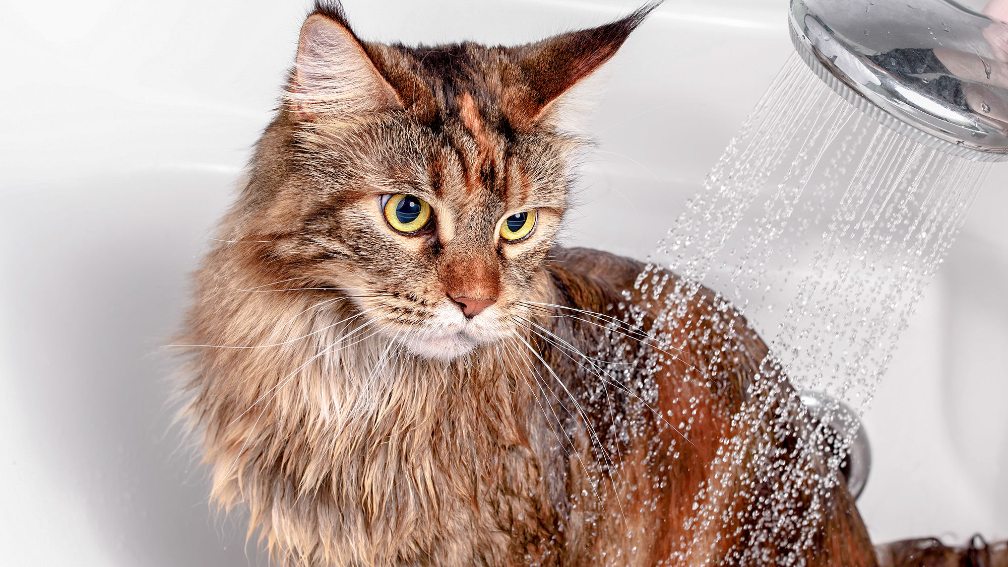 Katze in Badewannde mit Dusche