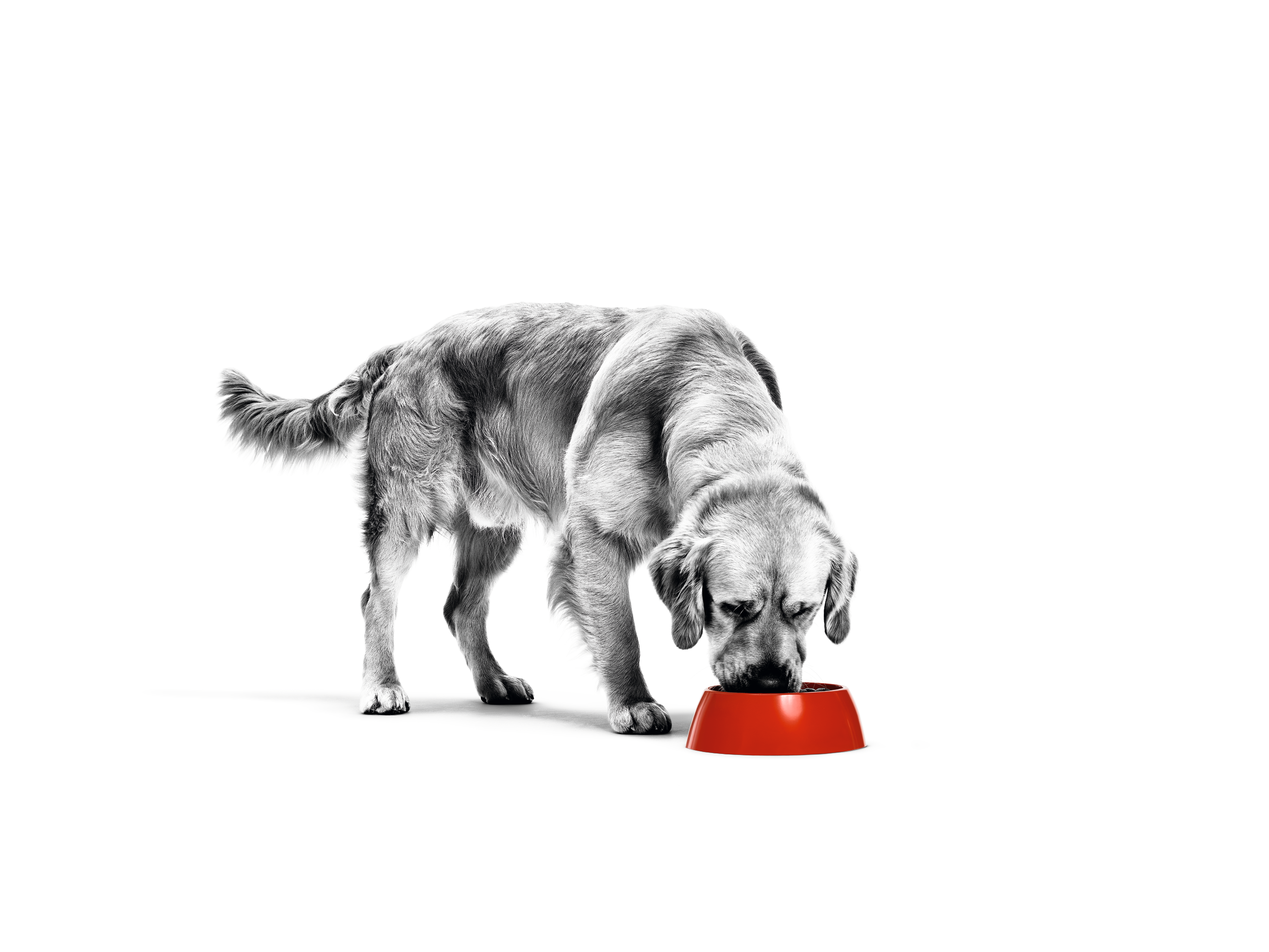 Golden Retriever-hund i svart-hvitt som spiser fra en rød matskål