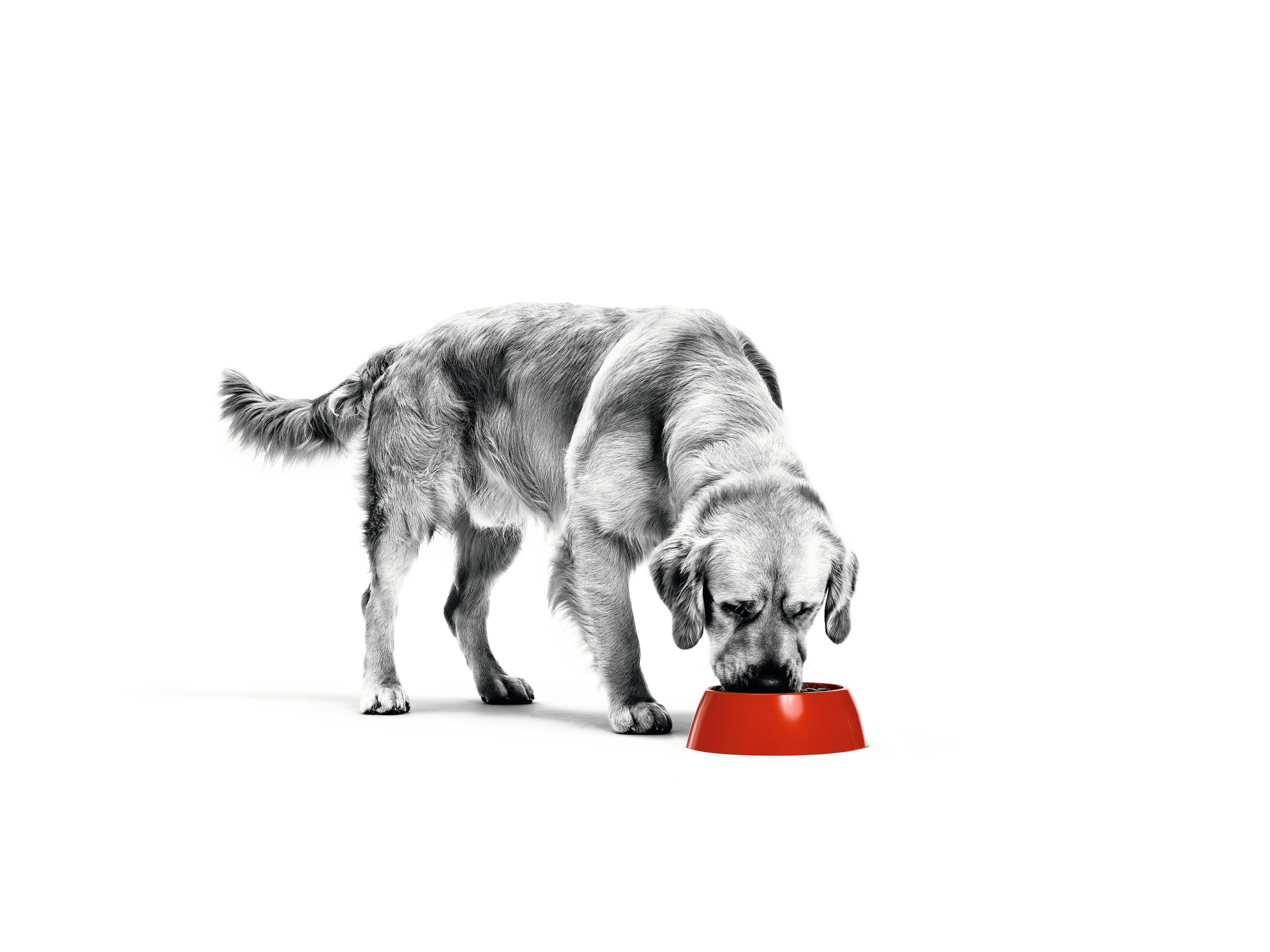 Golden Retriever adult playing in black and white with a red ball with a stop watch illustration behind