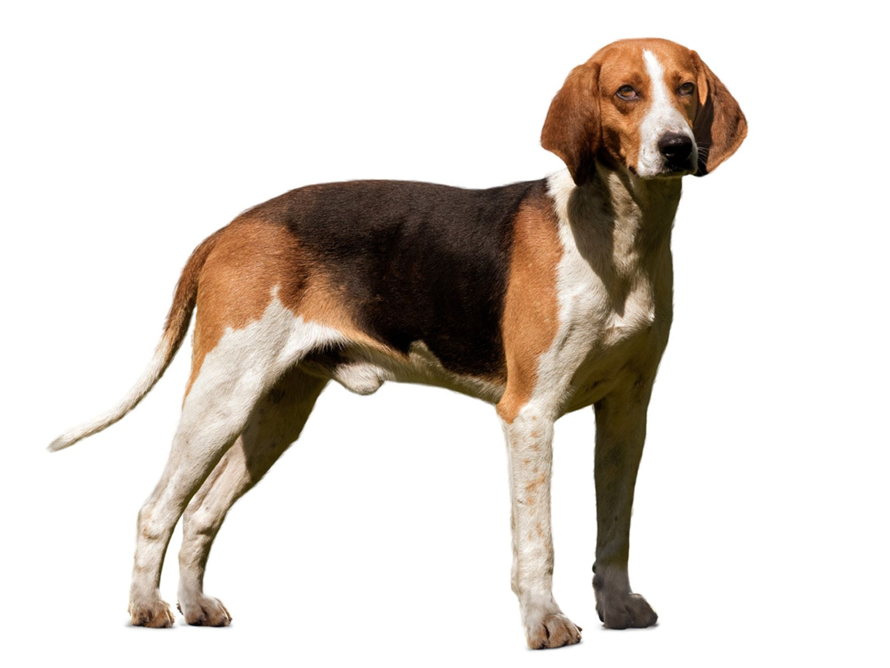 Medium-Sized Anglo-French Hound adult in black and white