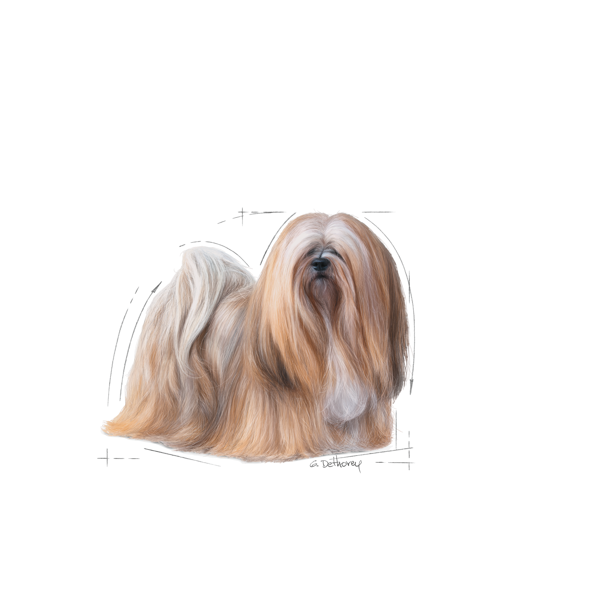 7+ Draw A Shih Tzu