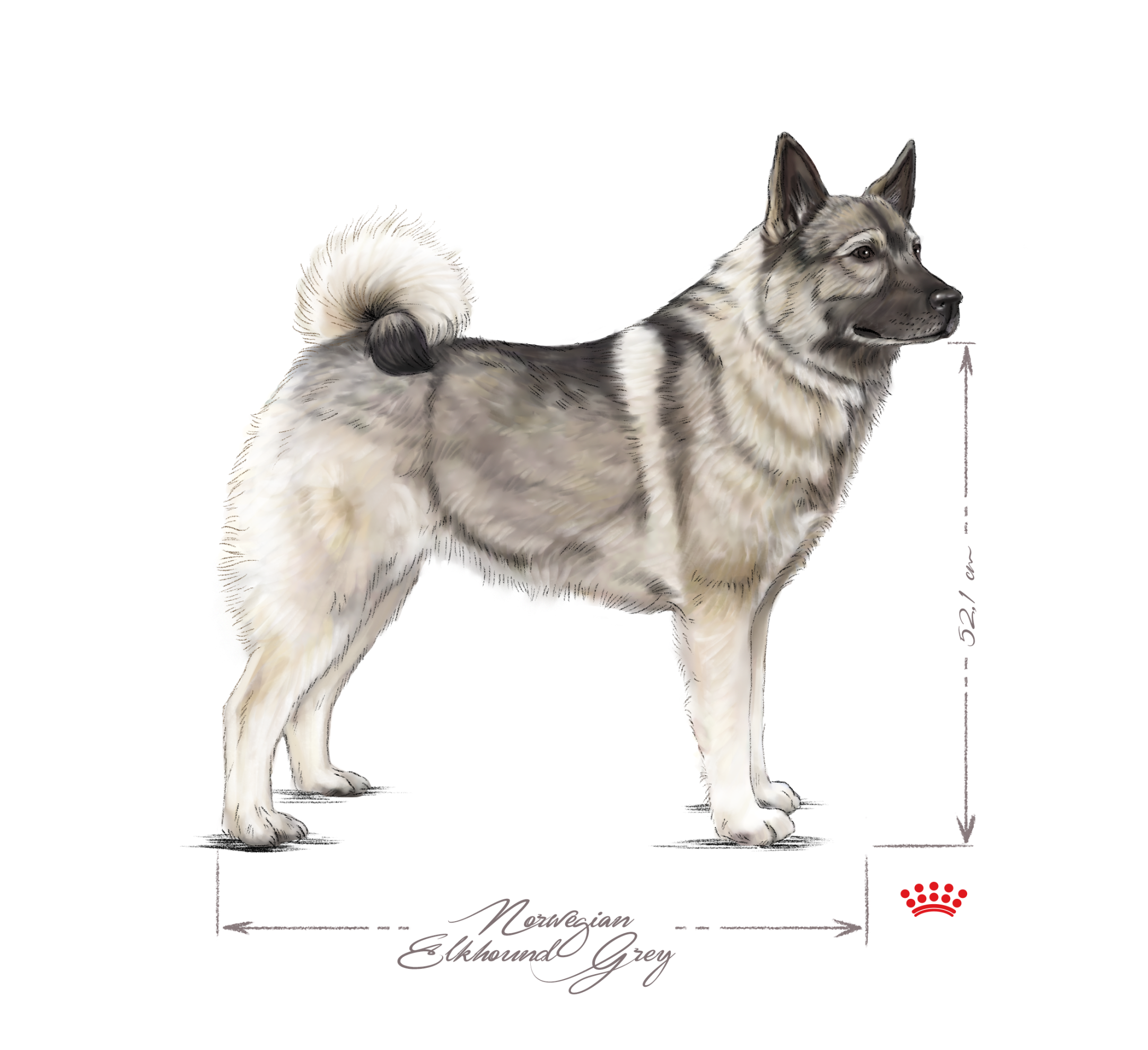 Norwegian Elkhound adult black and white