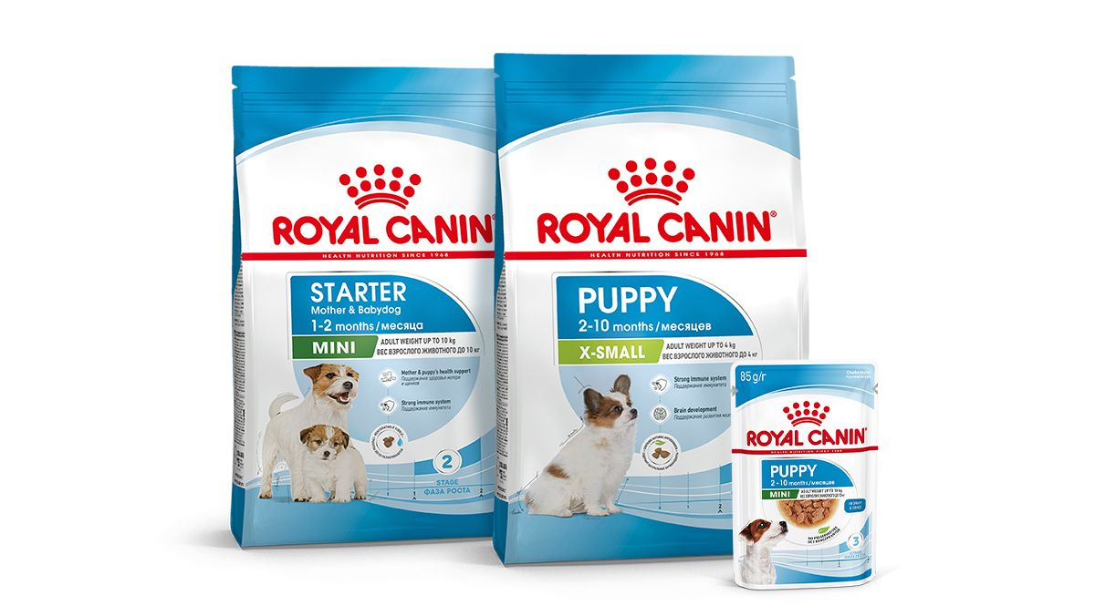 Когда у щенка меняются зубы - смена зубов у щенков | Royal Canin