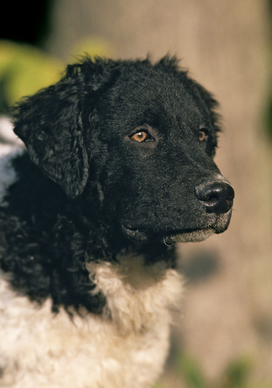 Close-up of a Frisian Water Dog looking into the distance