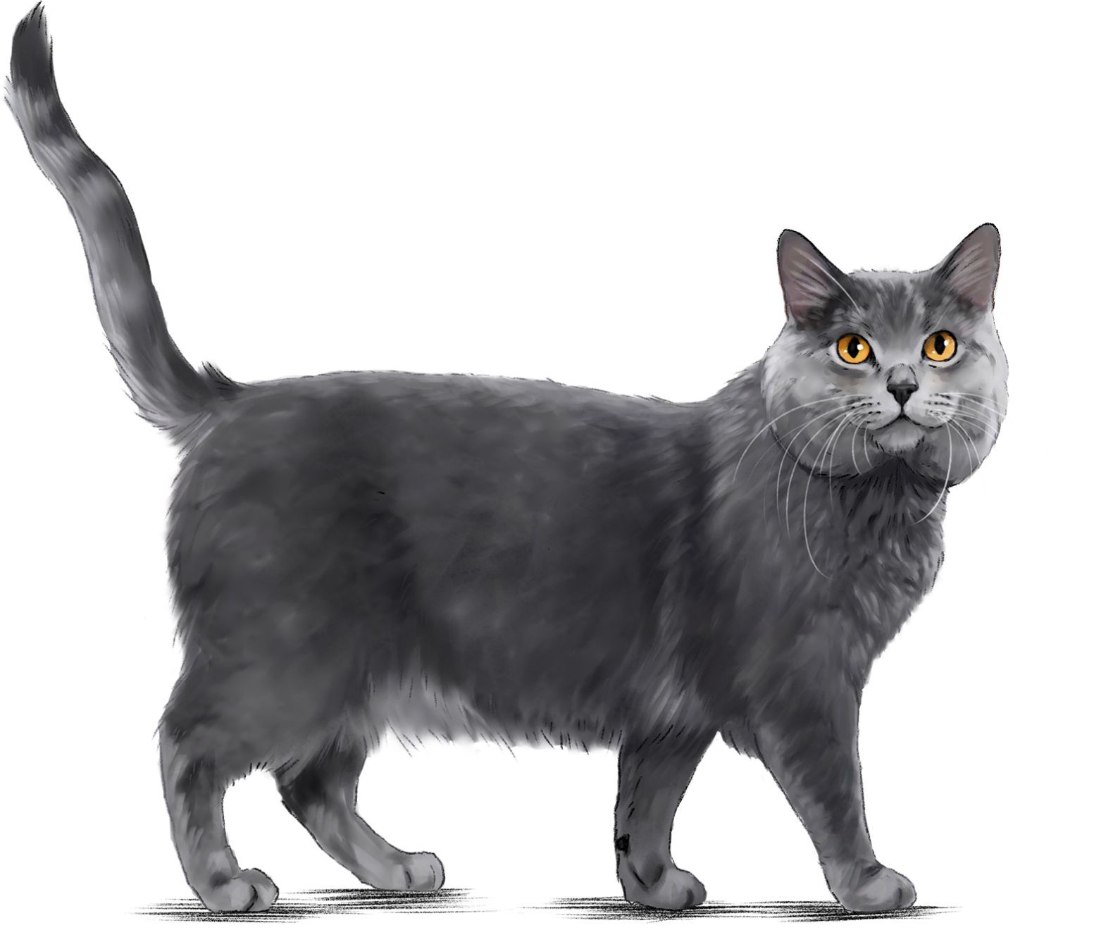 Ilustración de un gato Chartreux