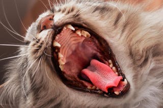 Katzen