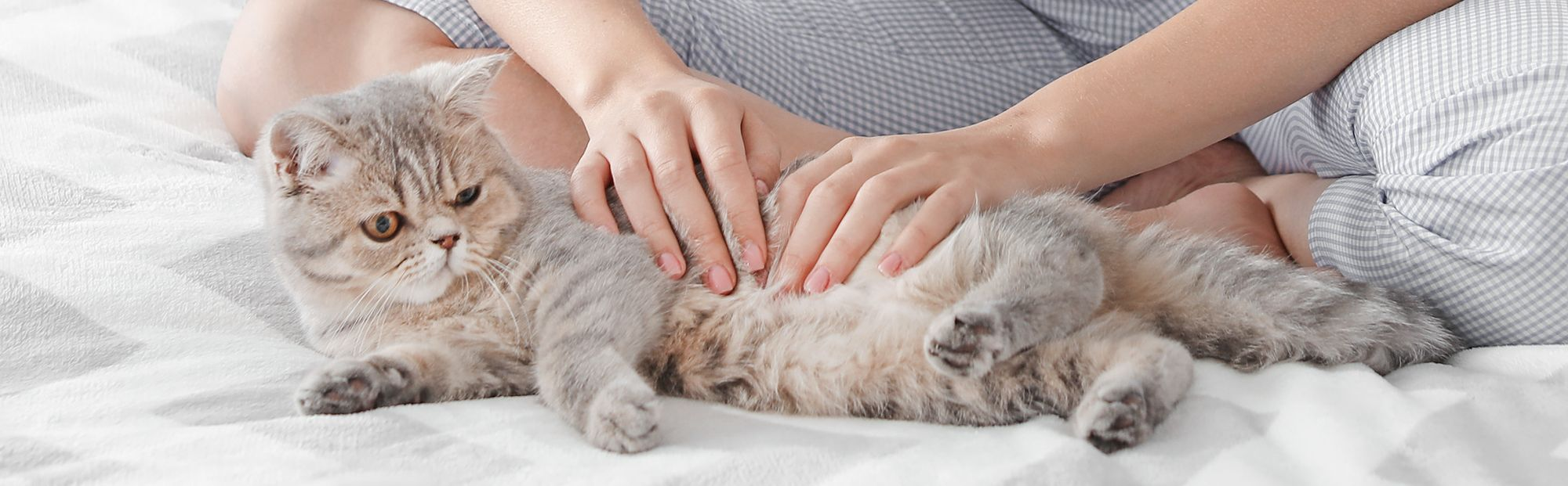 Cat lying down being stroked by owner