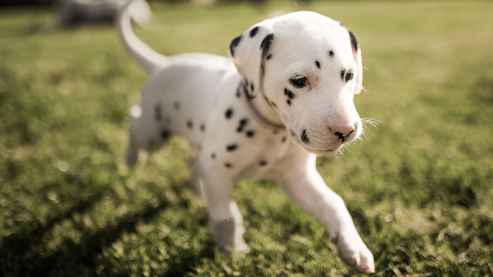Dalmatian puppy running outdoors in a garden