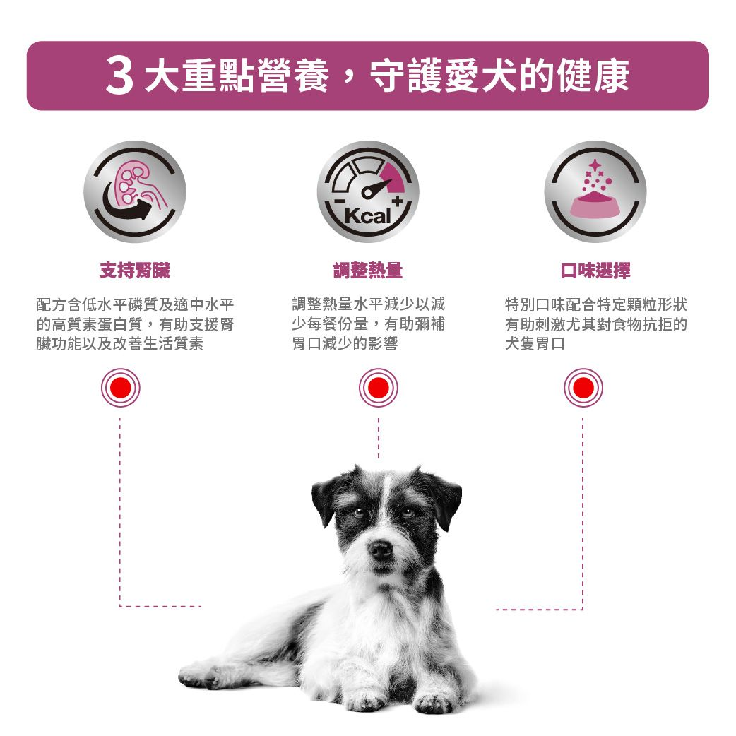 小型成犬腎臟處方
