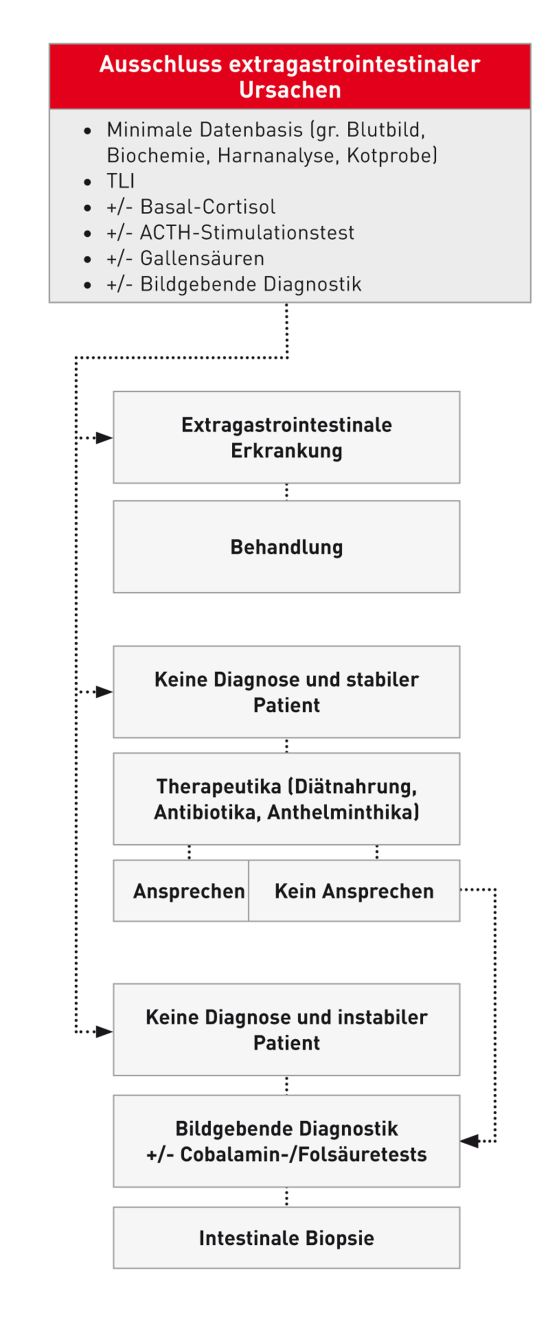 Diagnostisches Vorgehen bei einem Hund mit chronischer Dünndarmdiarrhoe.