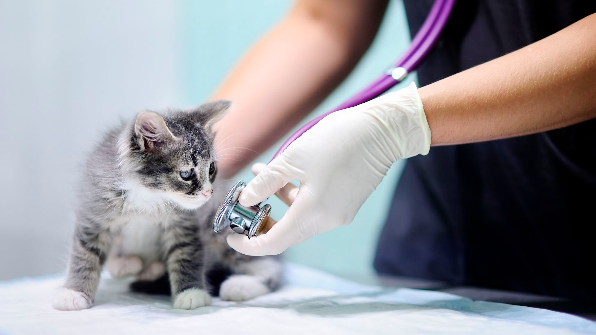 Female veterinarian using stethoscope on kitten
