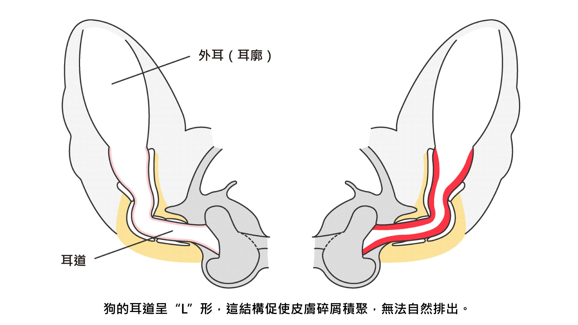 dermatology ear condition