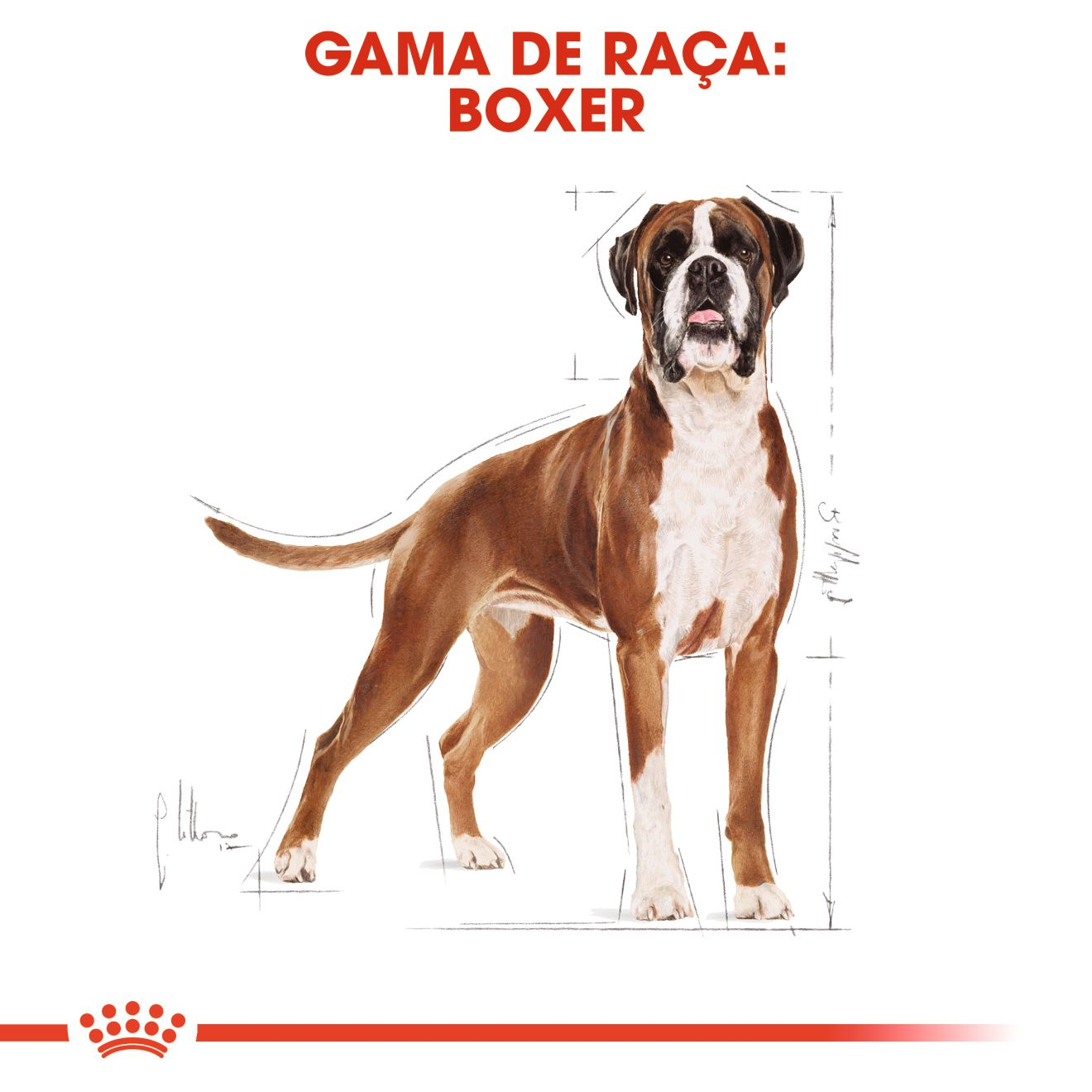 Boxer  Royal Canin Brazil