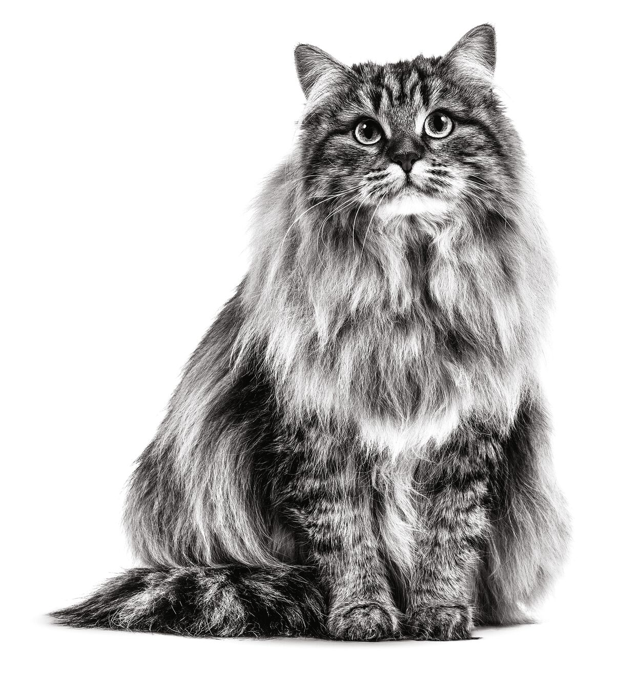 Дорослий кіт сибірської породи, що сидить, у відтінках сірого на білому тлі