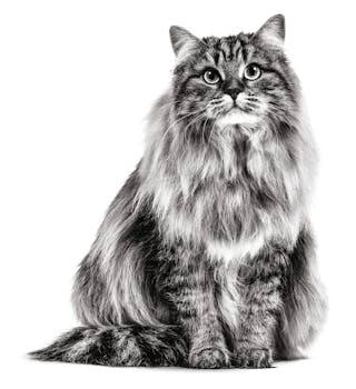 Alimentation pour chats