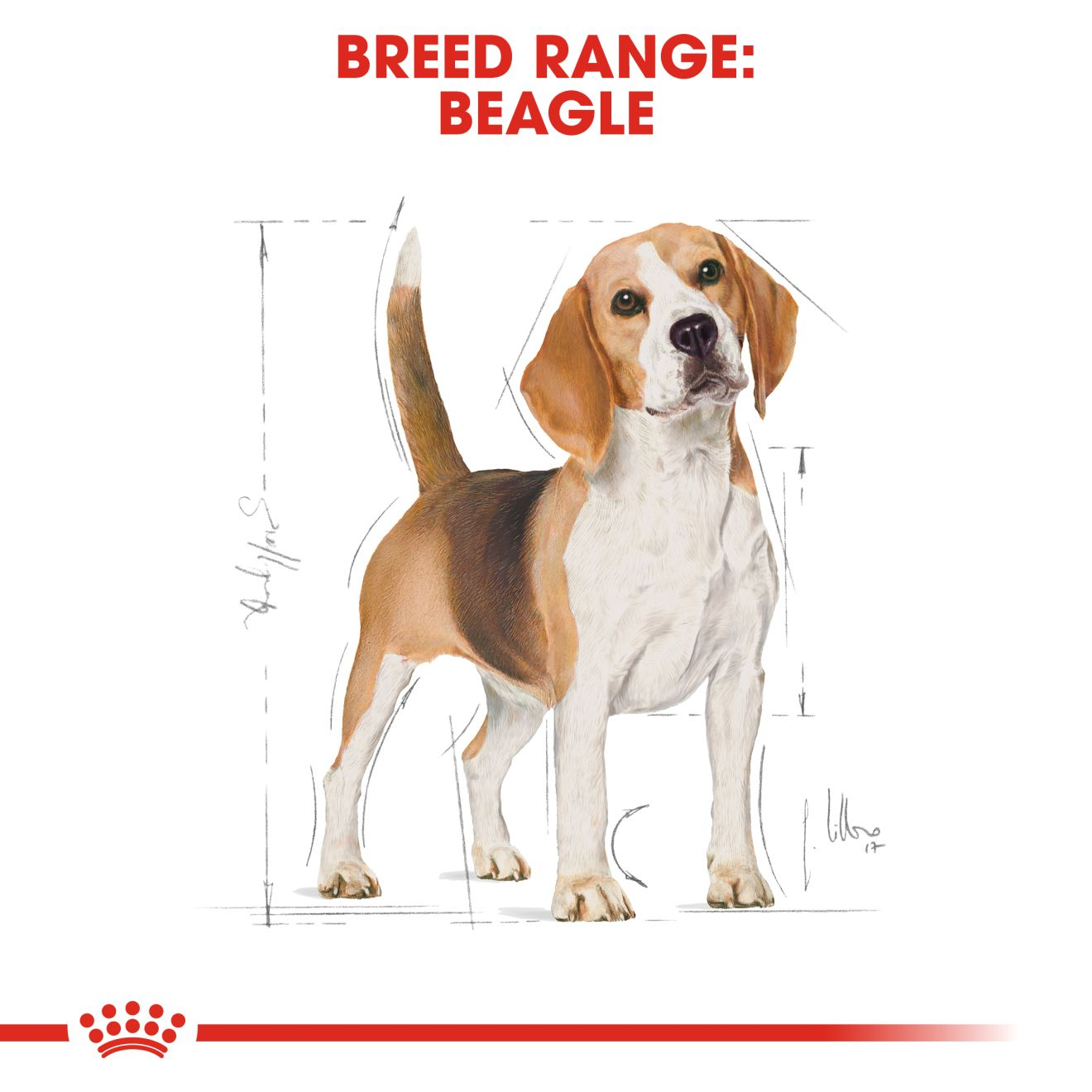 Oneffenheden Portier Mediaan Beagle Adult Dry - Royal Canin