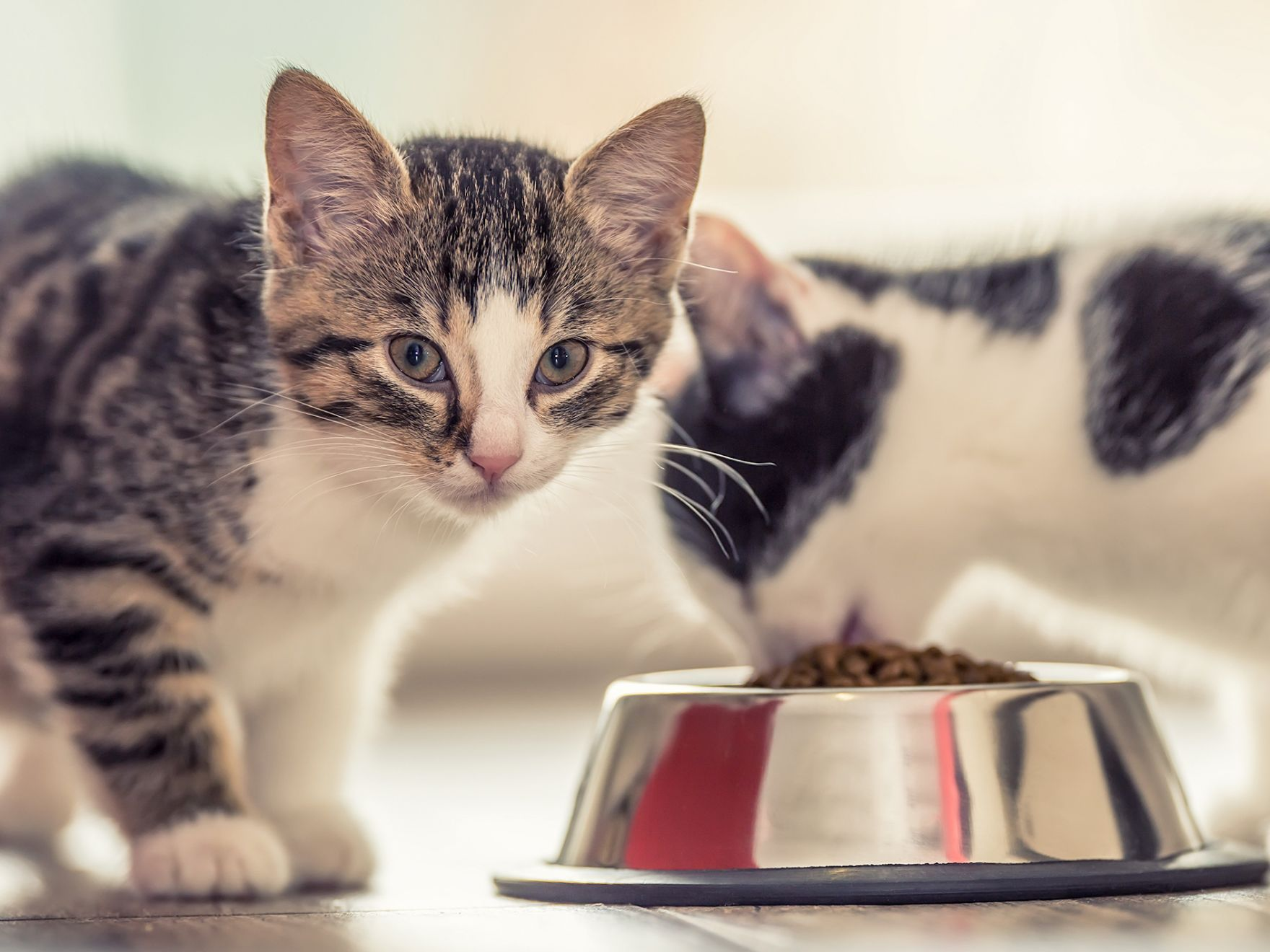 Two kittens standing indoors, one eating from a silver bowl