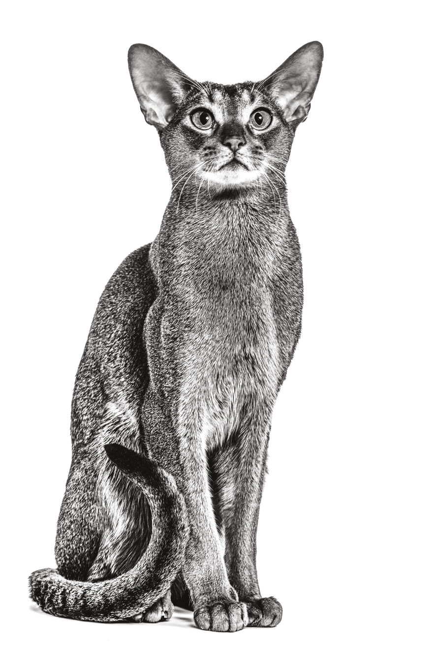 Abyssinian adult sitting in black and white on a white background