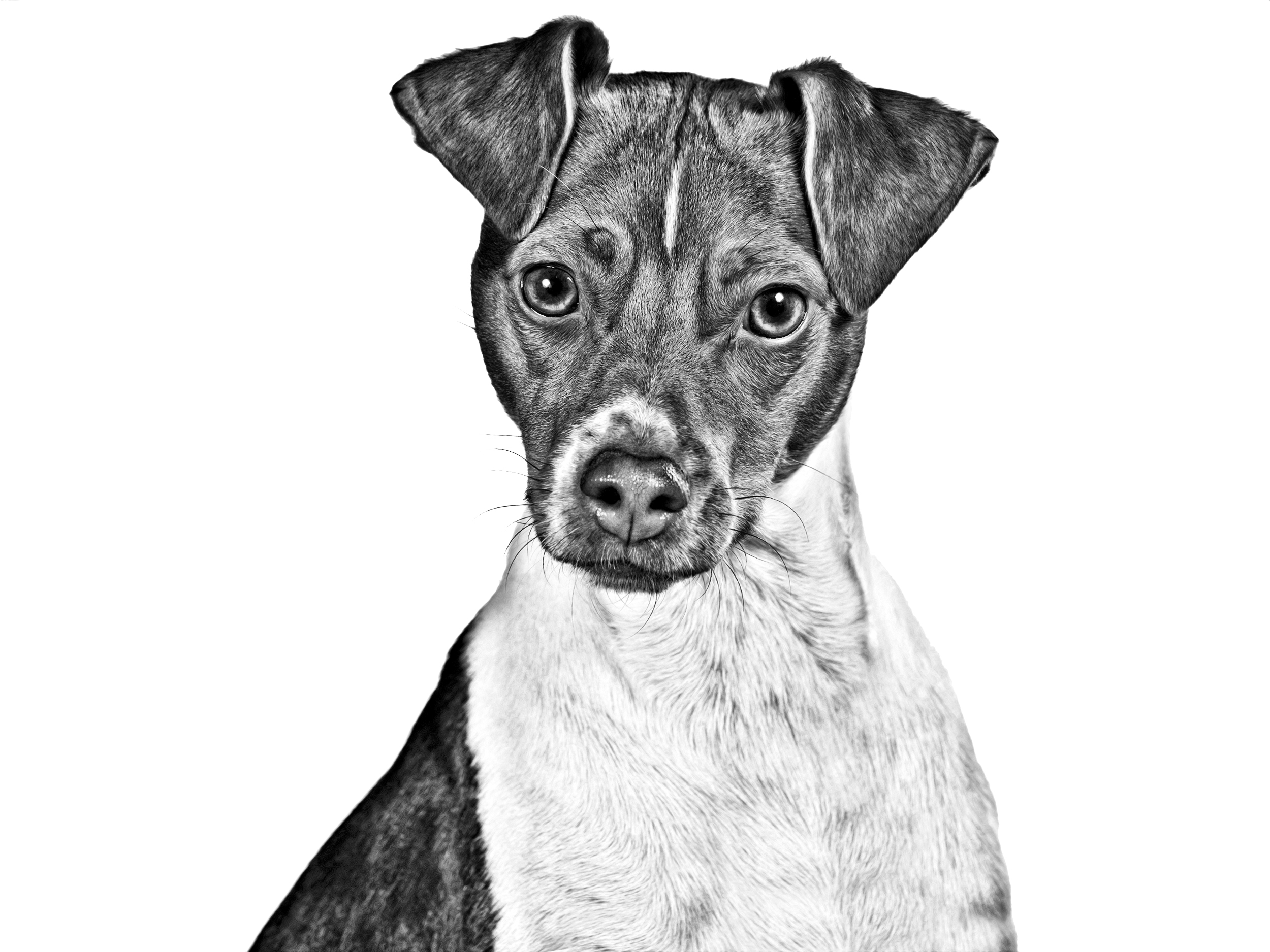 Brazilian Terrier adult black and white