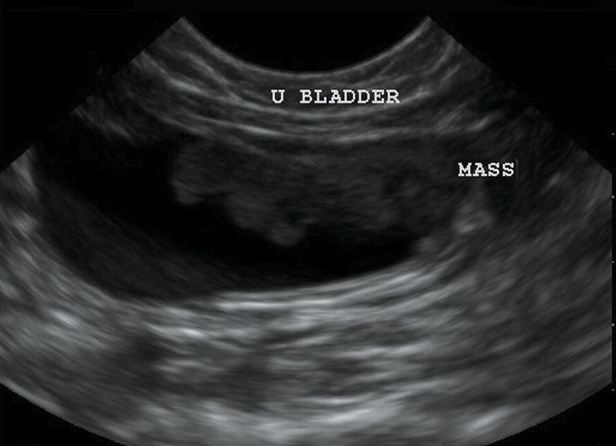 Front line ultrasound imaging of the feline urinary