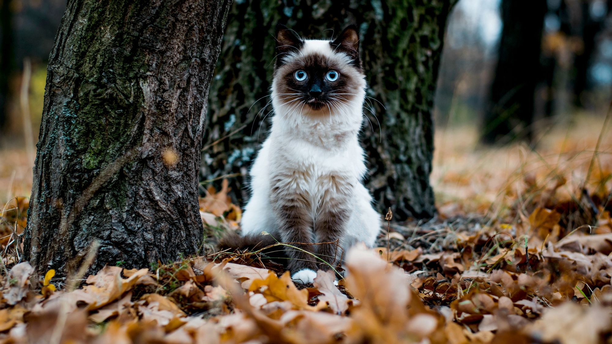 Kat in het bos bij bladeren