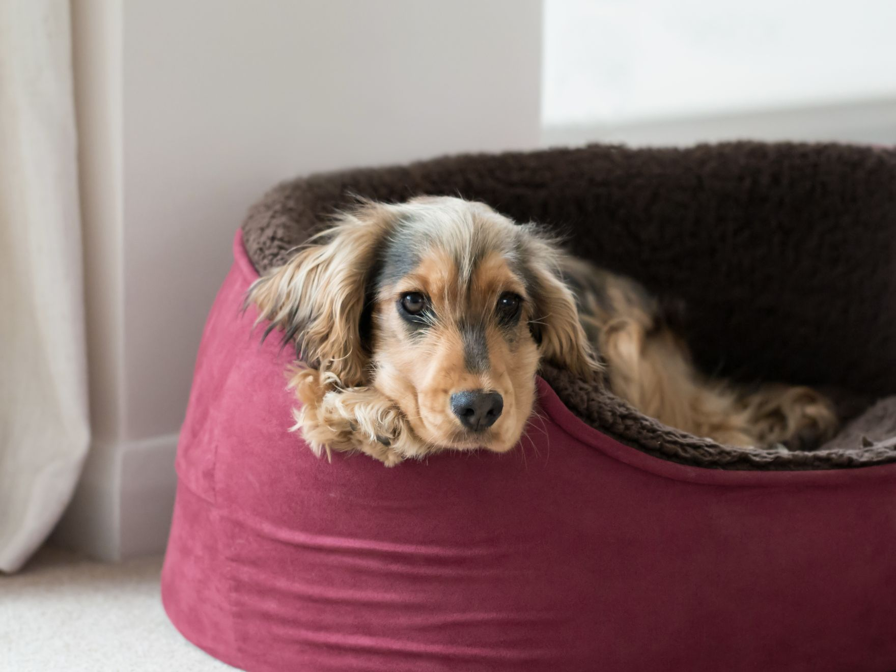 Black and white dog in red dog bed