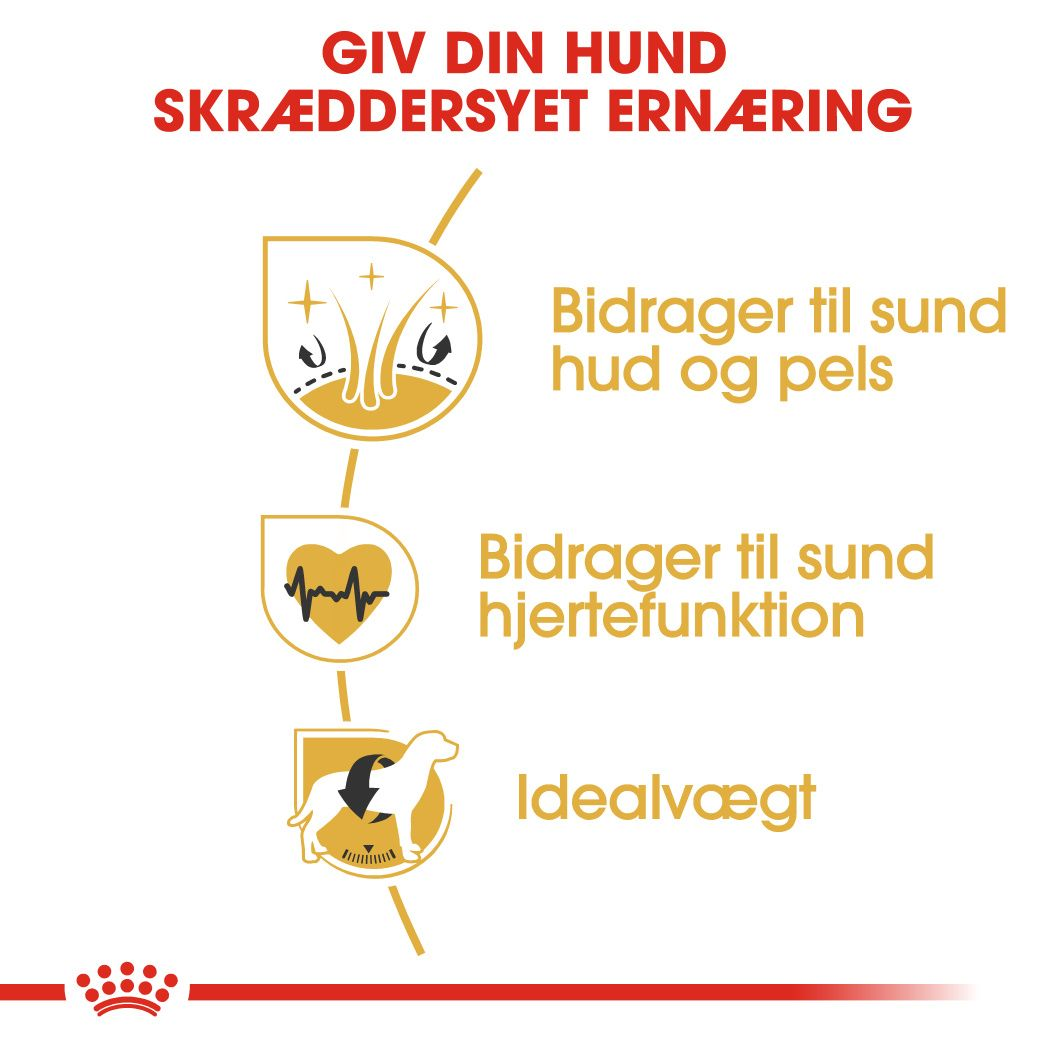 Golden Retriever Adult