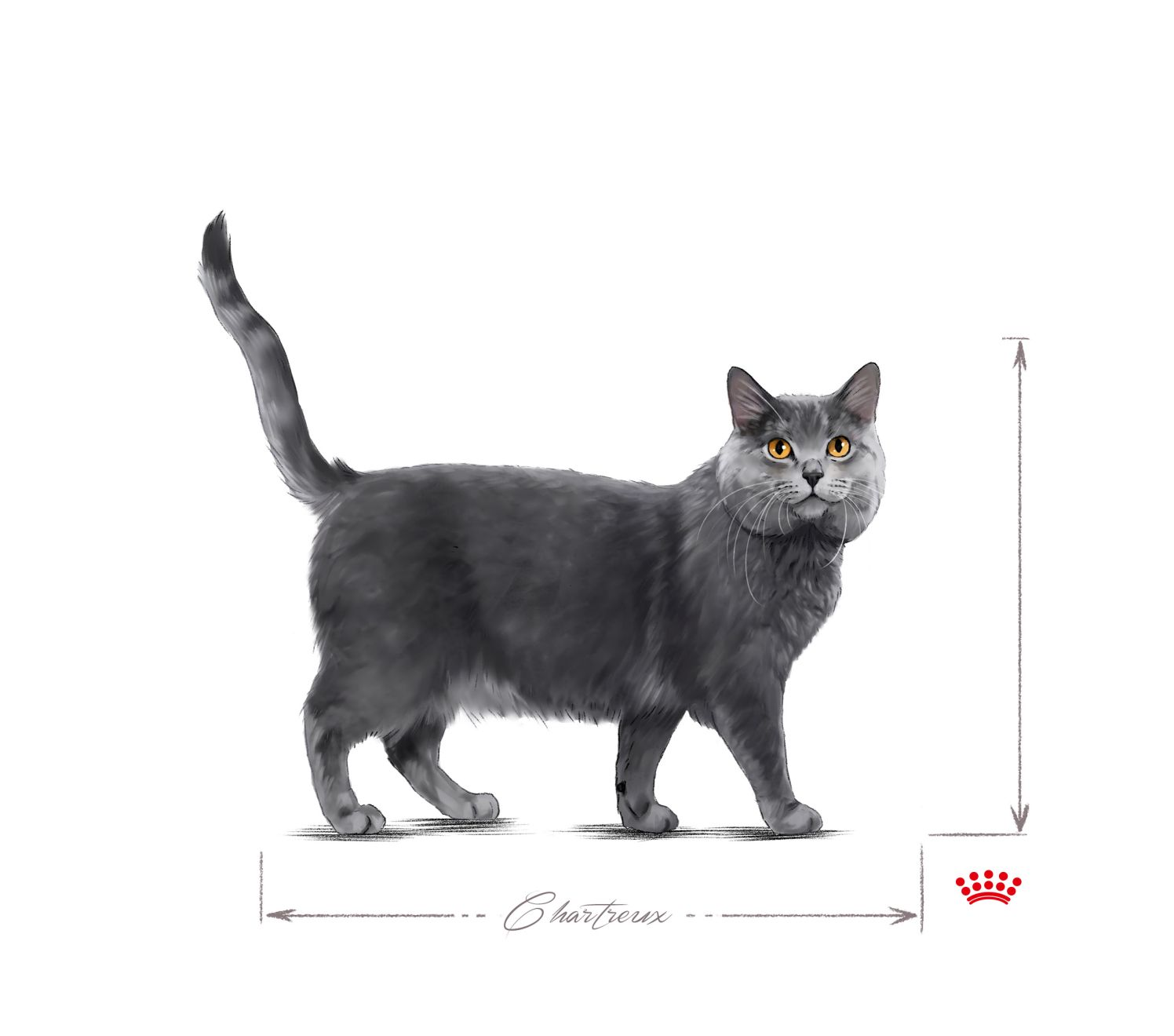Chartreux adult standing
