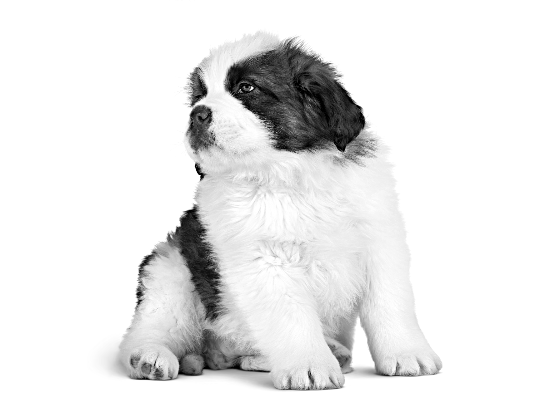 Saint bernard puppy emblematic