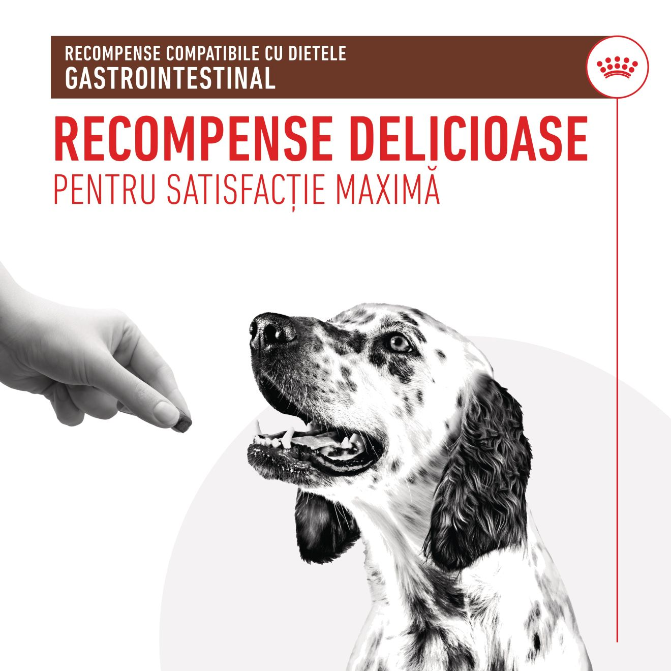 TREATS COMPATIBLE WITH GASTROINTESTINAL DIETS​