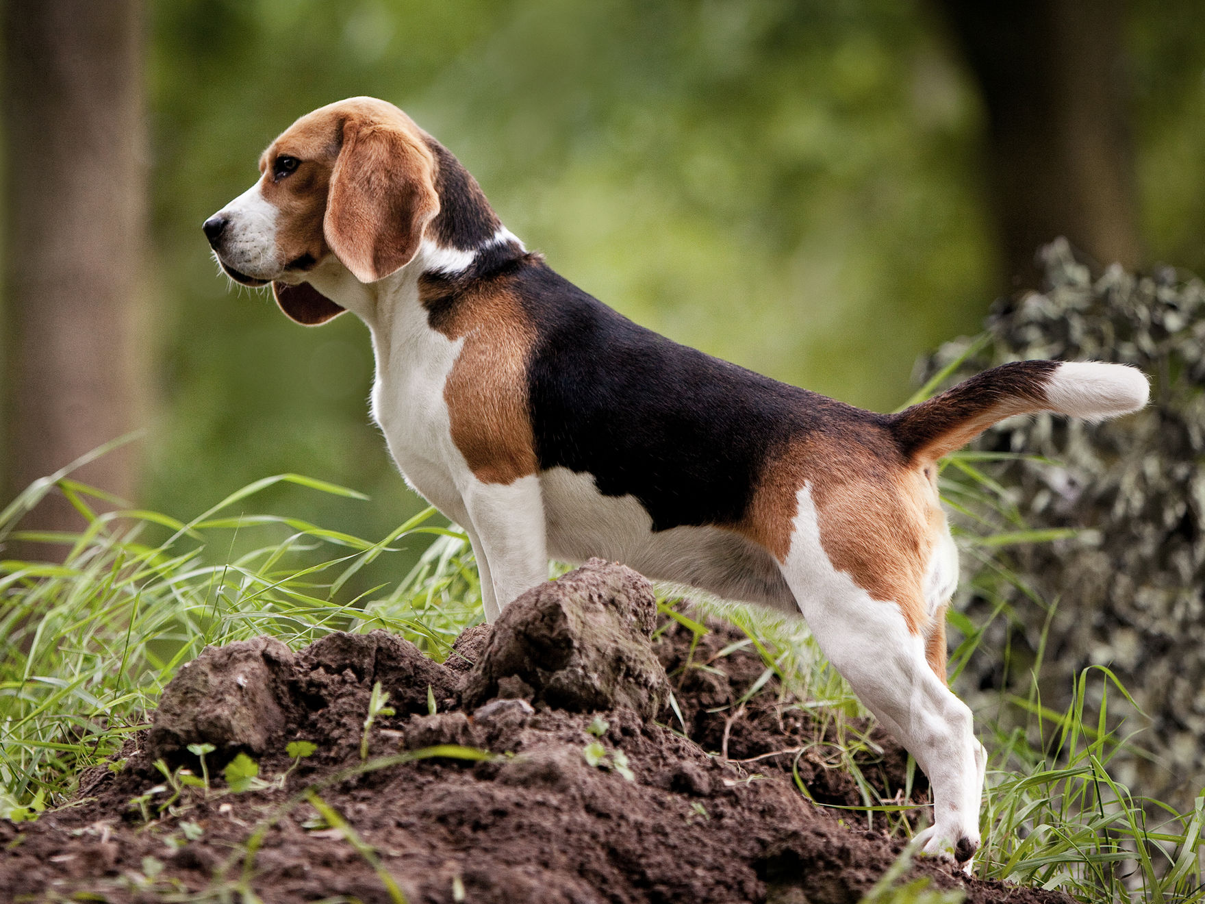 Sittande beaglevalp, i svartvitt