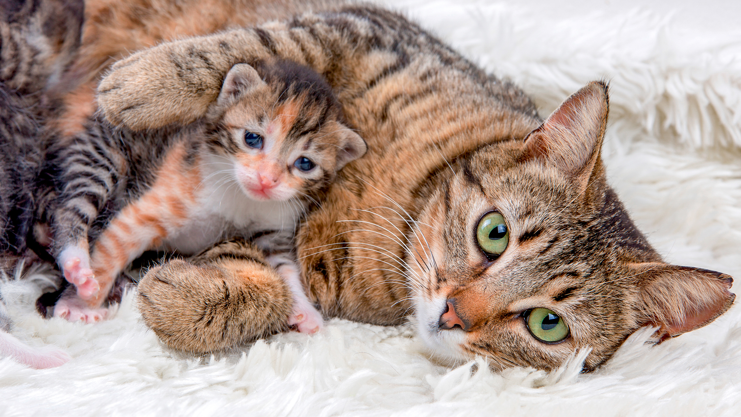 Yetişkin kedi yenidoğan yavrularıyla birlikte beyaz bir halının üzerinde uzanmış yatıyor.