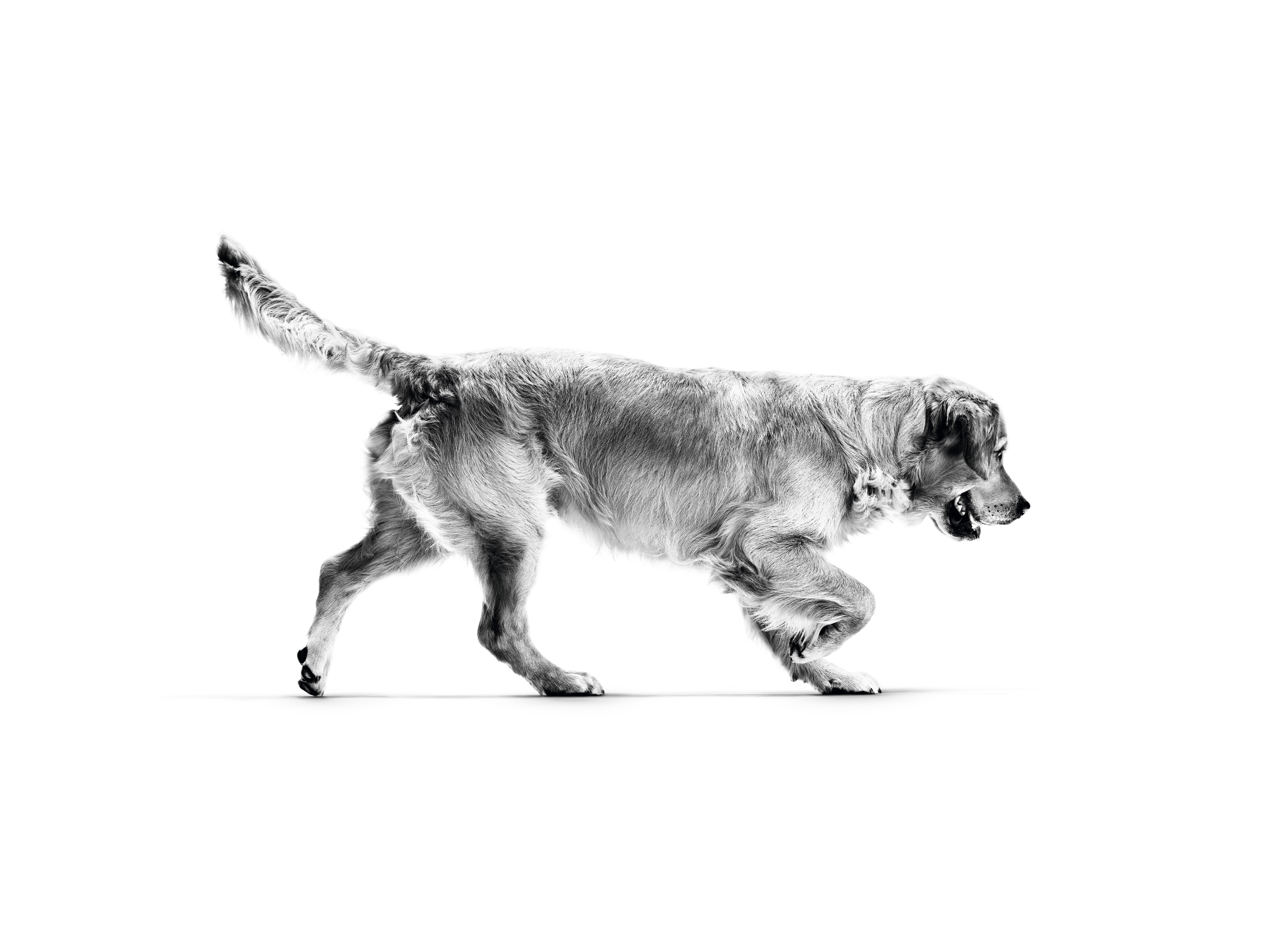 흰색 배경을 지나 달리고 있는 골든 리트리버 성견 흑백 사진