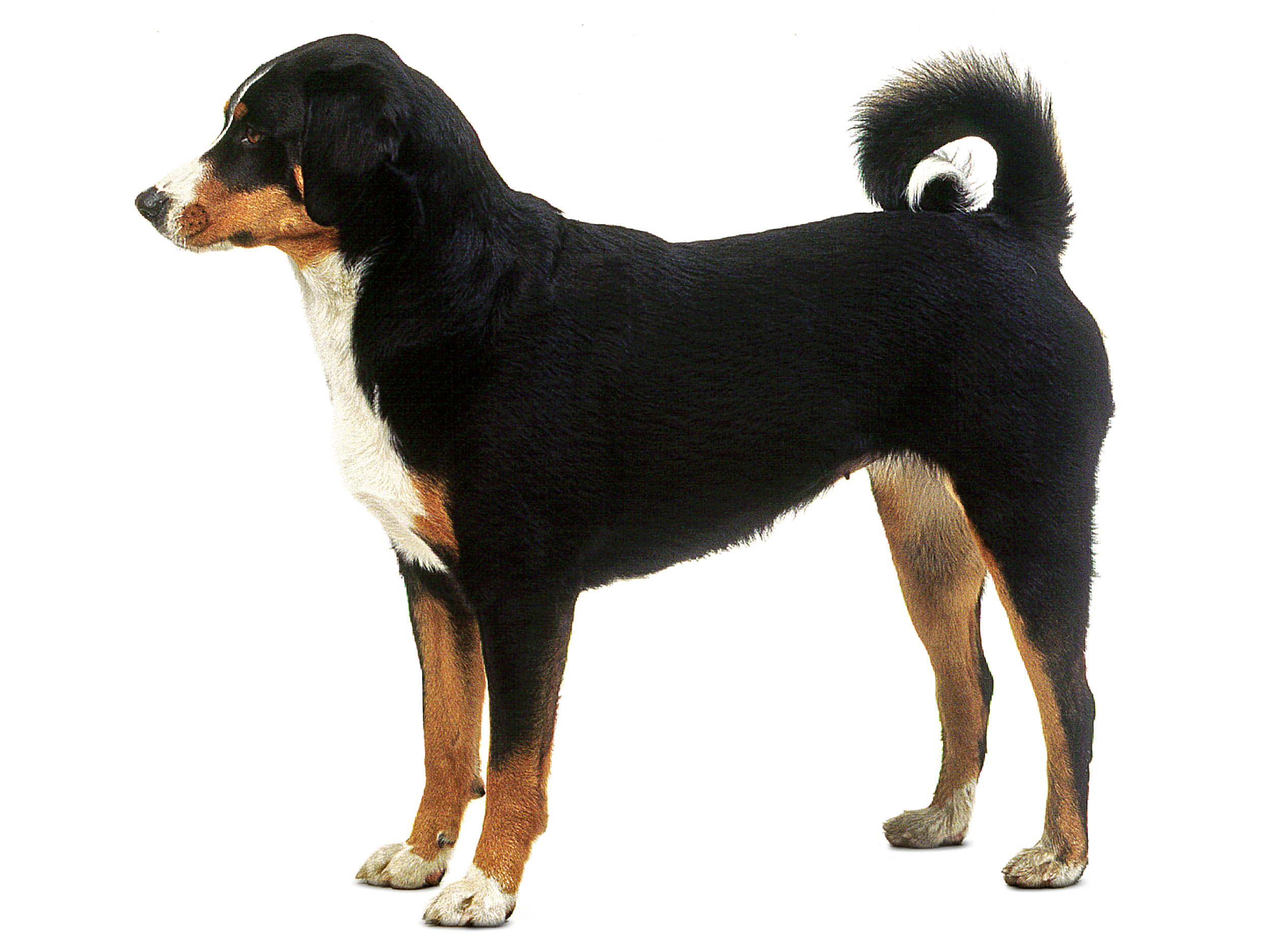 Royal canin clearance bernese mountain dog