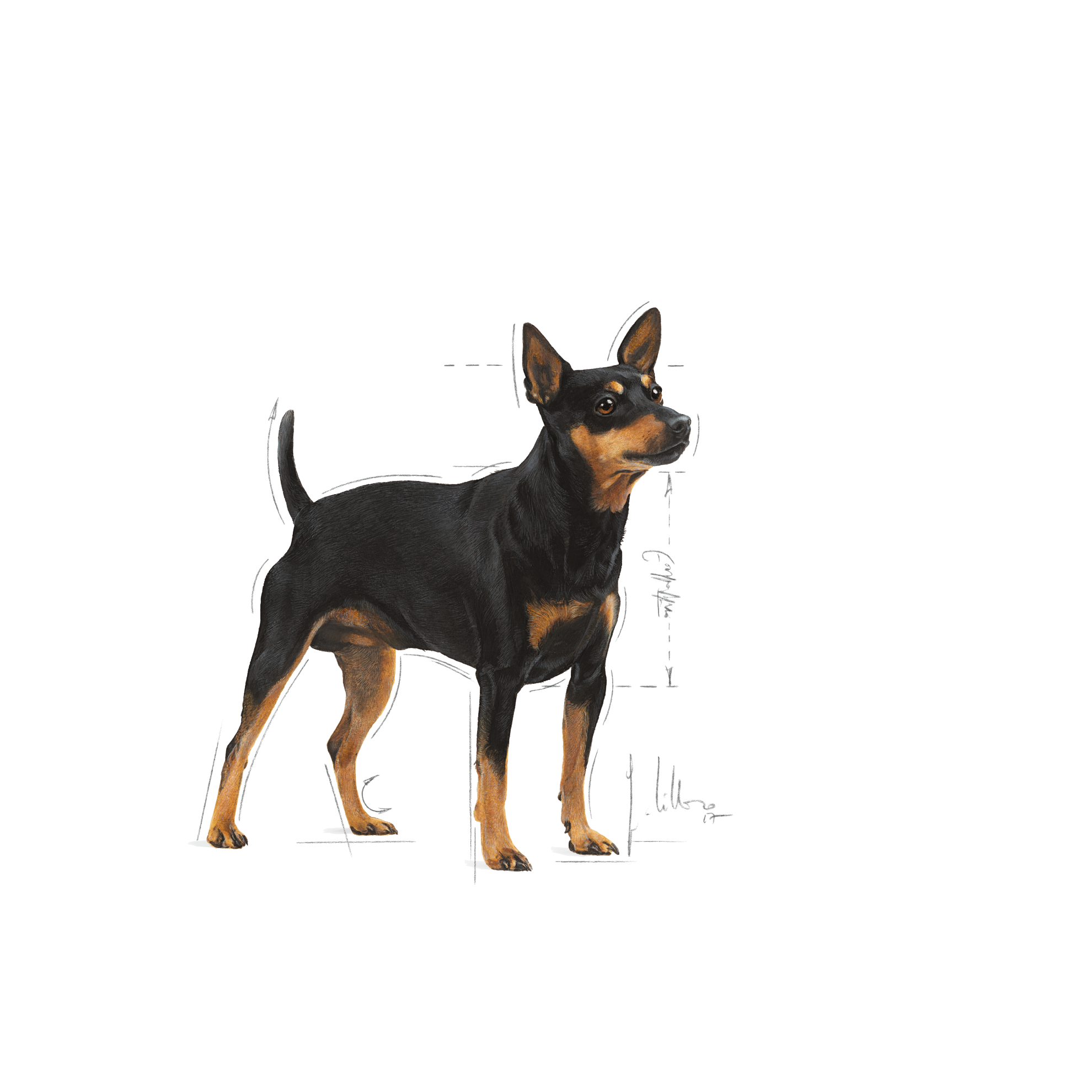 Royal canin sale miniature pinscher