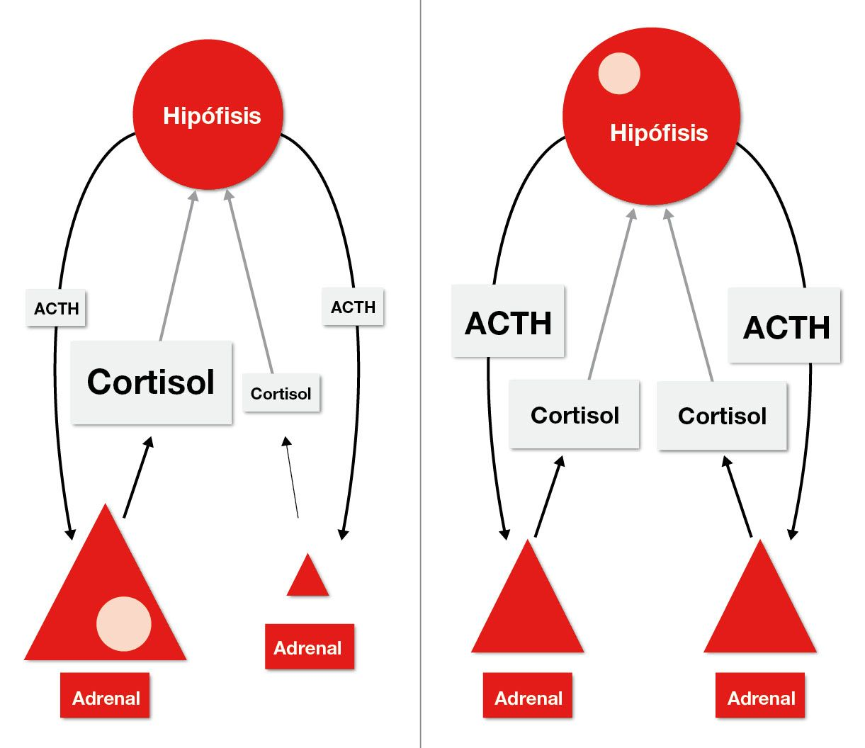 Este esquema representa a un perro con HAC adrenal