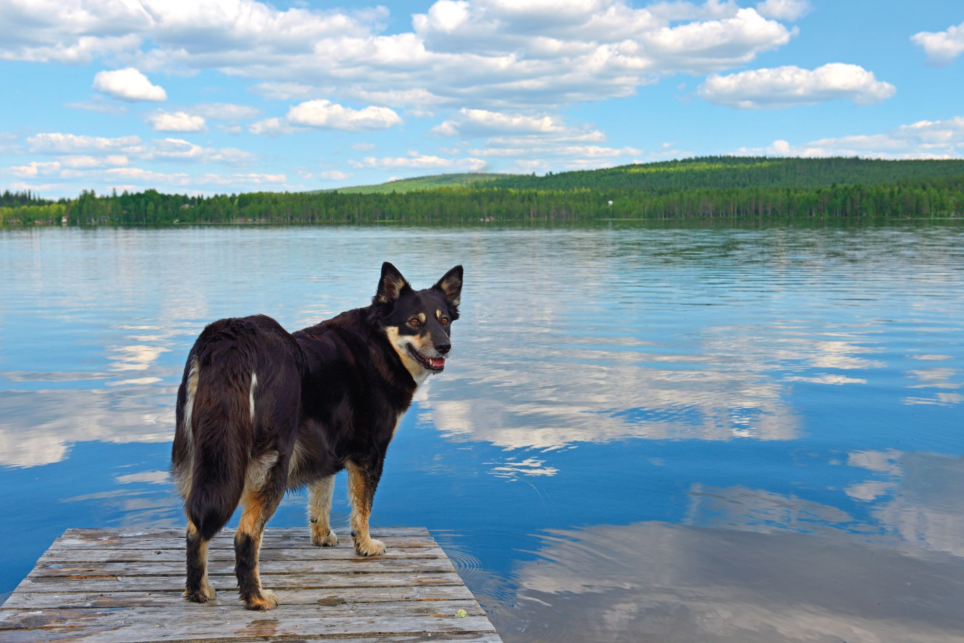 Lapponian Herder standing on jetty over water