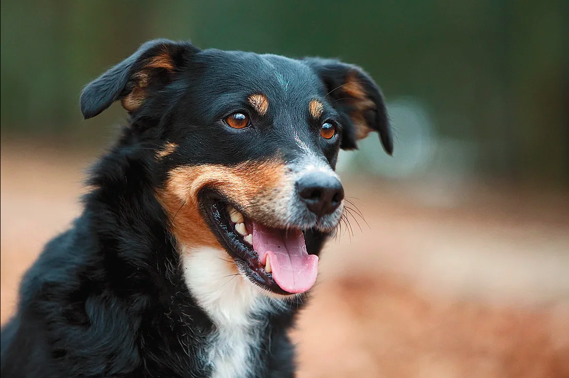 Сколько лет собаке по человеческим меркам - как считается возраст у собак |  Royal Canin