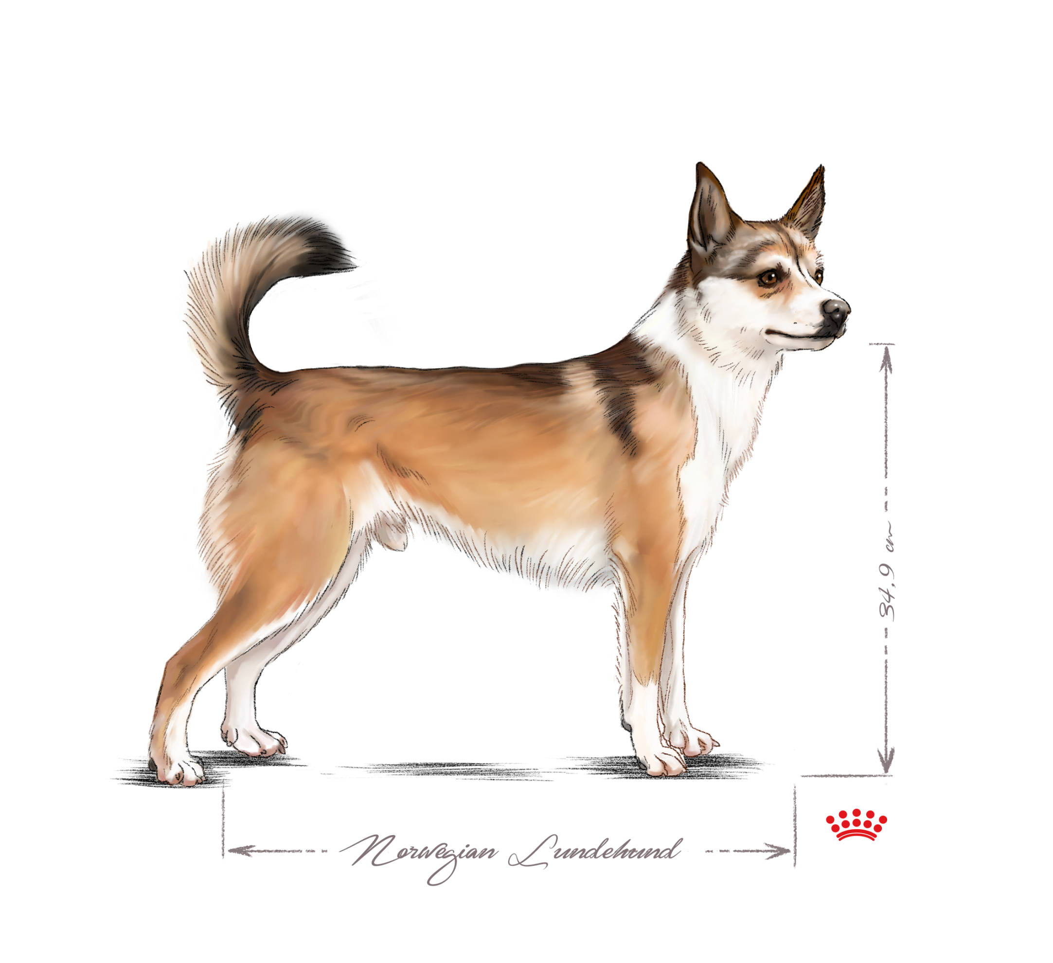 Norwegian Lundehund adult black and white