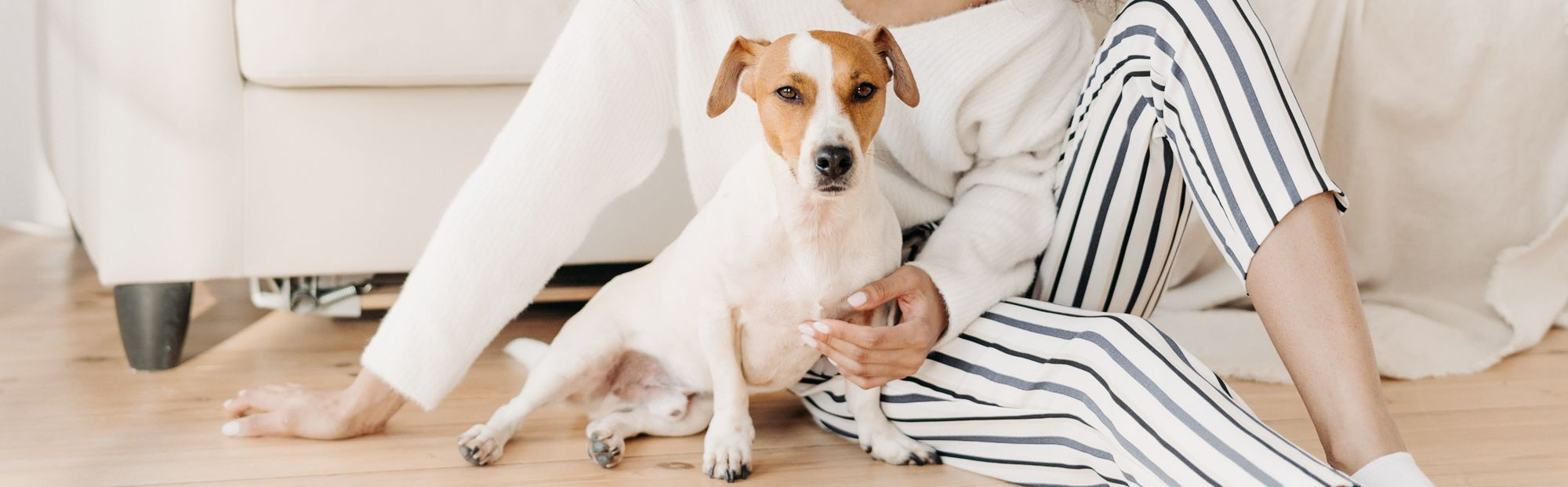 Jack Russel sat on the floor with owner